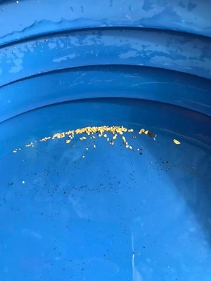 paillettes d'or trouvé par un orpailleur dans le Jura