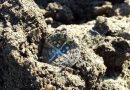 Pièce en argent romaine découverte avec détecteur haute fréquence