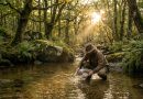Un orpailleur de loisir utilise une batée traditionnelle dans une rivière de Bretagne au cœur d'une forêt sauvage.